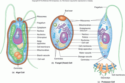eucaryotic