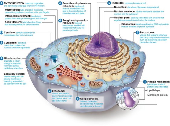 The animal cell